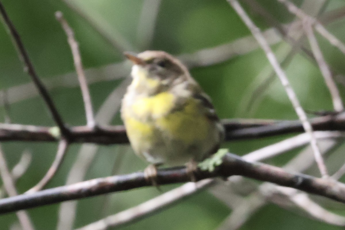 Pine Warbler - ML622260216