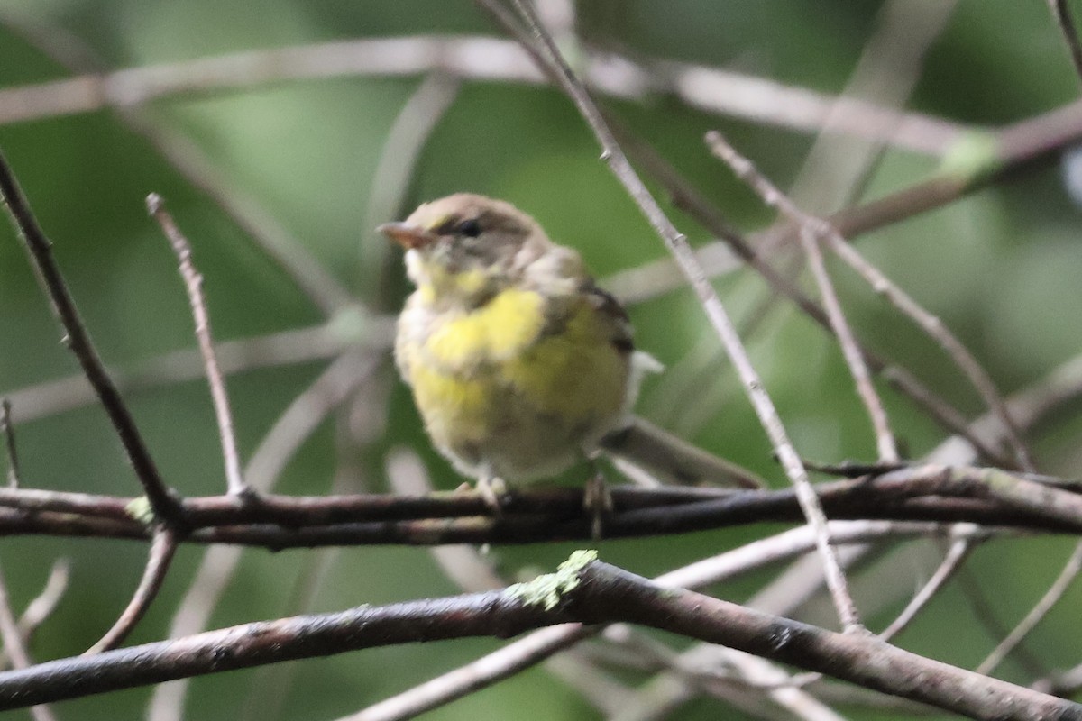 Pine Warbler - ML622260217