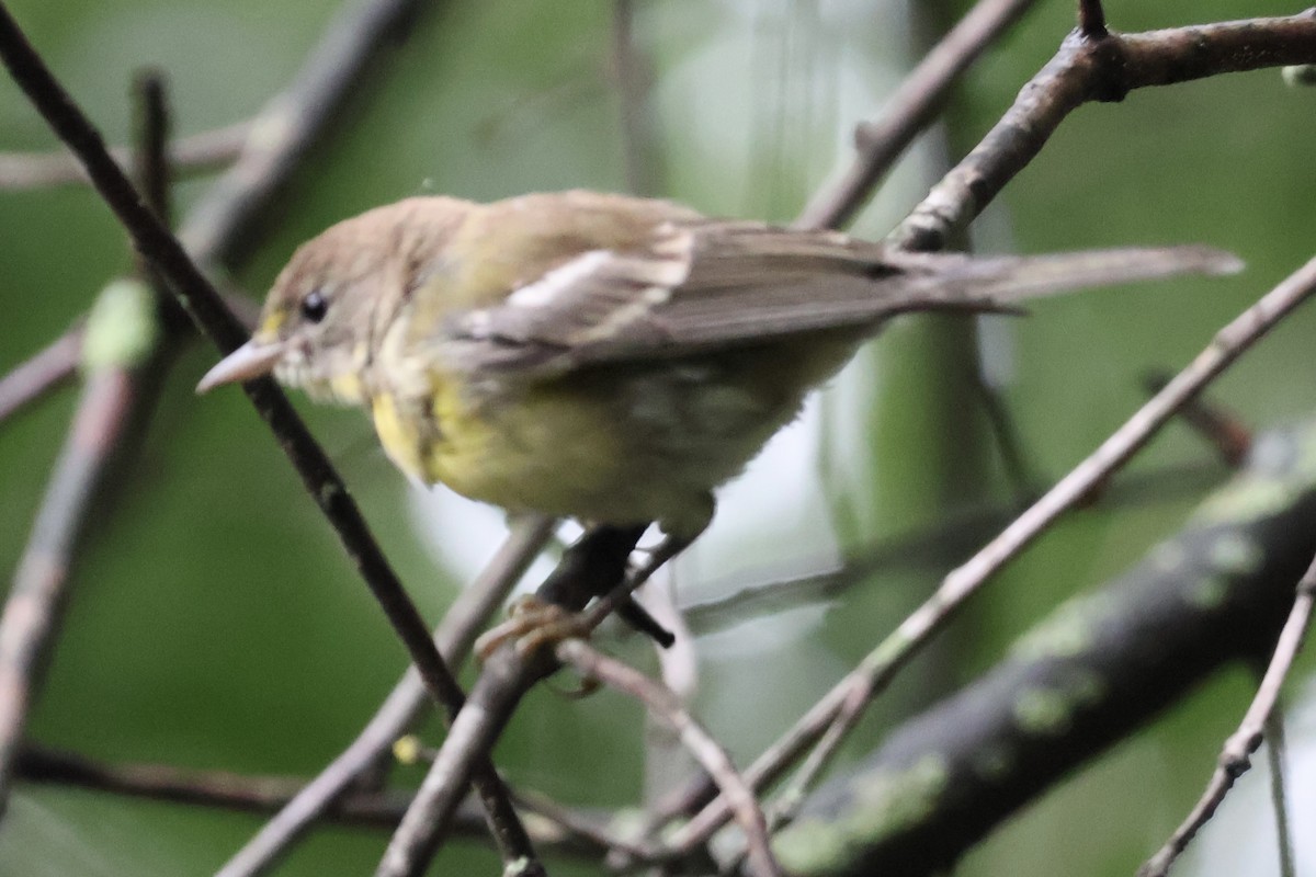 Pine Warbler - ML622260219