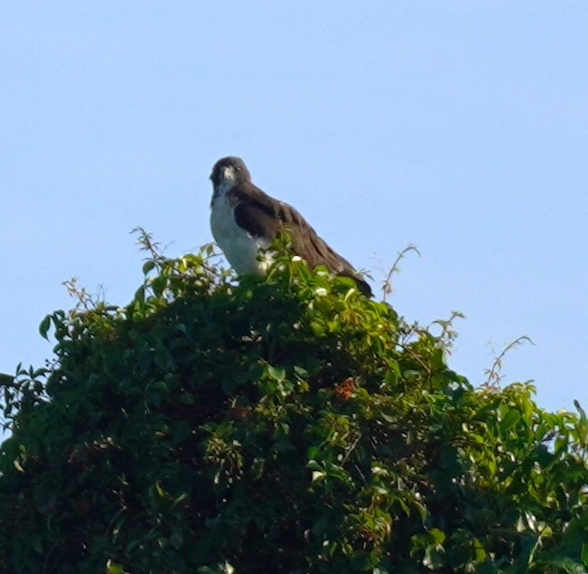 Short-tailed Hawk - ML622260260