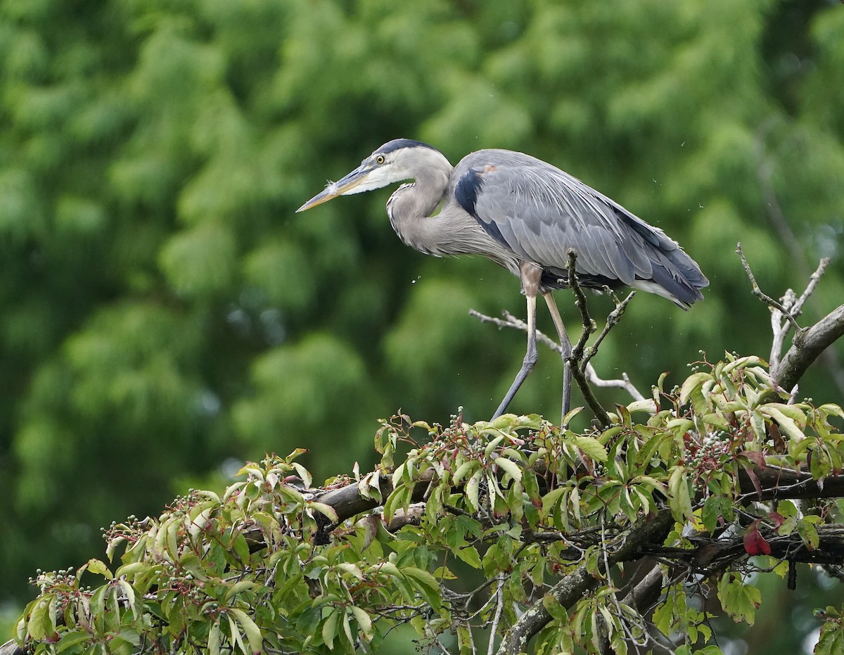 Great Blue Heron - ML622260264