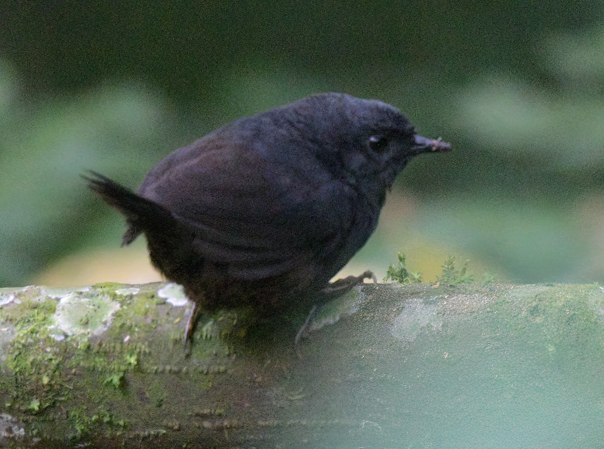 Stiles's Tapaculo - ML622260289