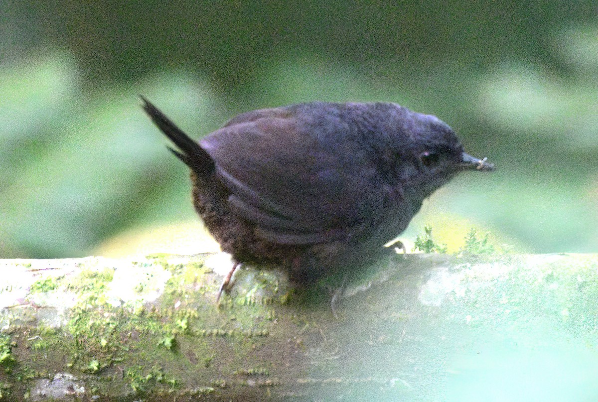 Stiles's Tapaculo - ML622260290