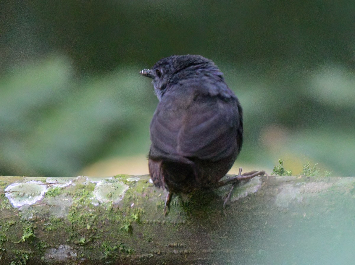 Stiles's Tapaculo - ML622260291