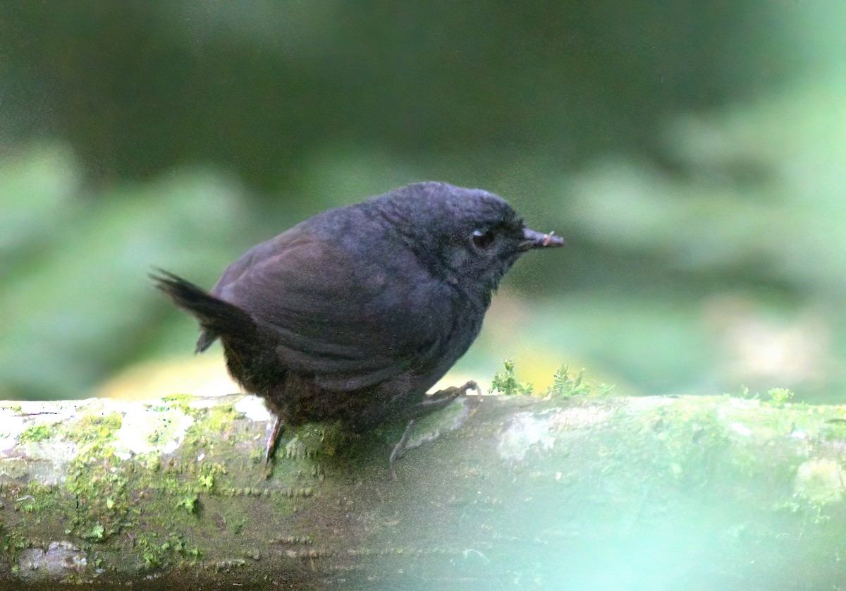 Stiles's Tapaculo - ML622260292