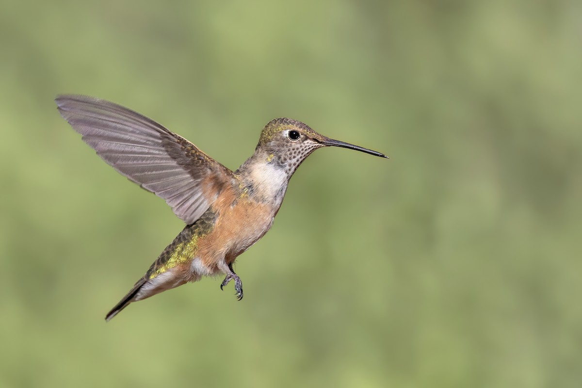 Broad-tailed Hummingbird - ML622260354