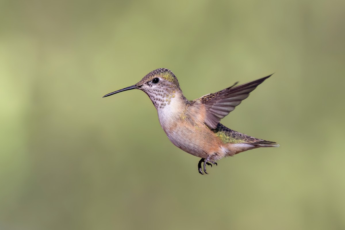 Calliope Hummingbird - ML622260414