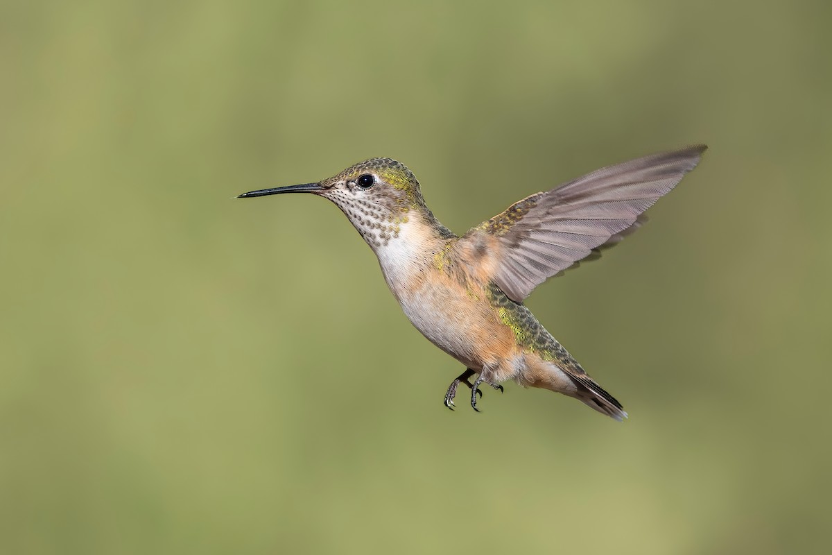 Calliope Hummingbird - ML622260415