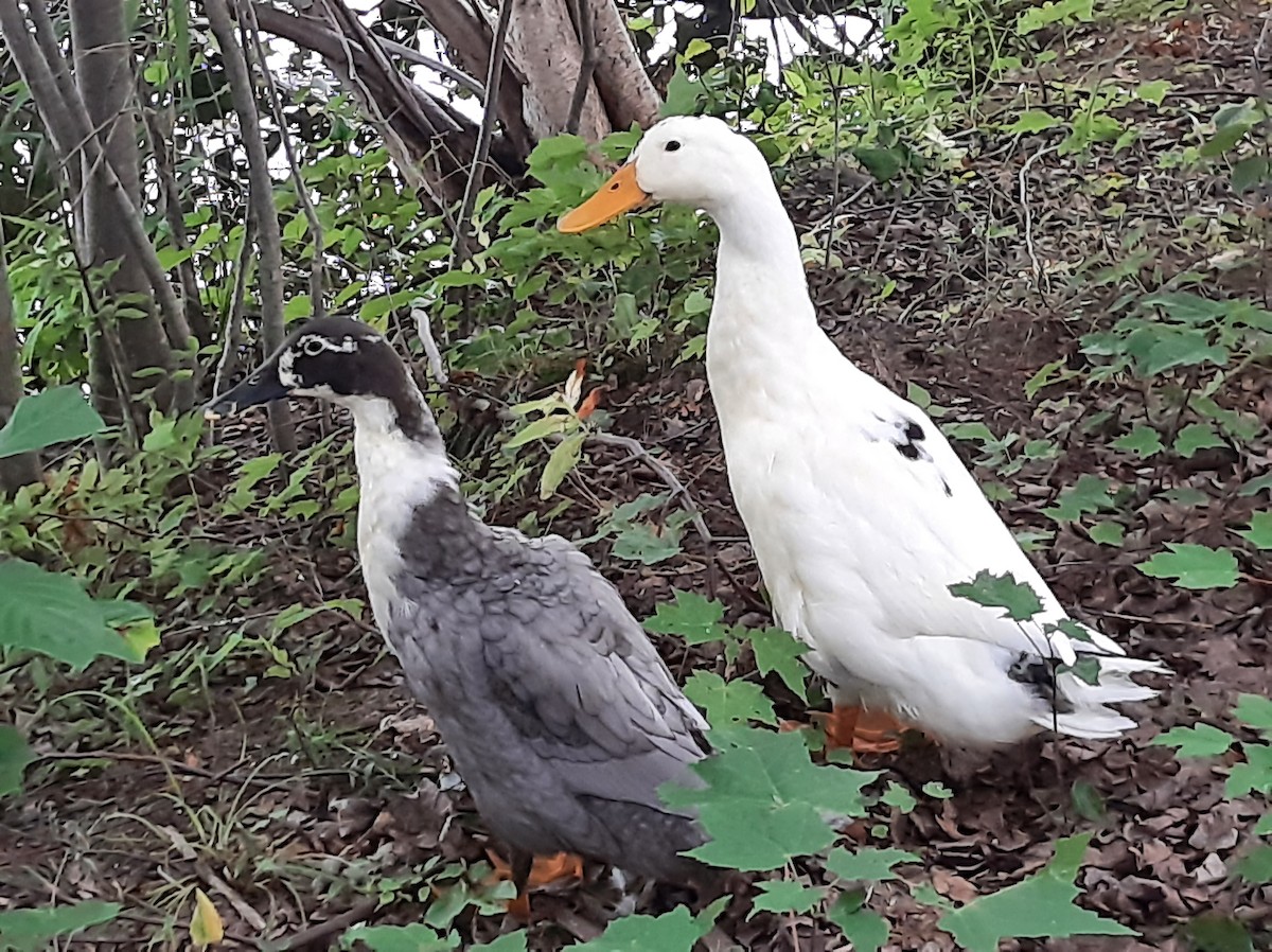 Mallard (Domestic type) - Gaétan Duquette