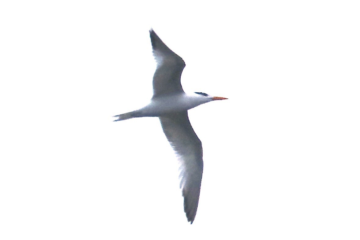 Royal Tern - ML622260631