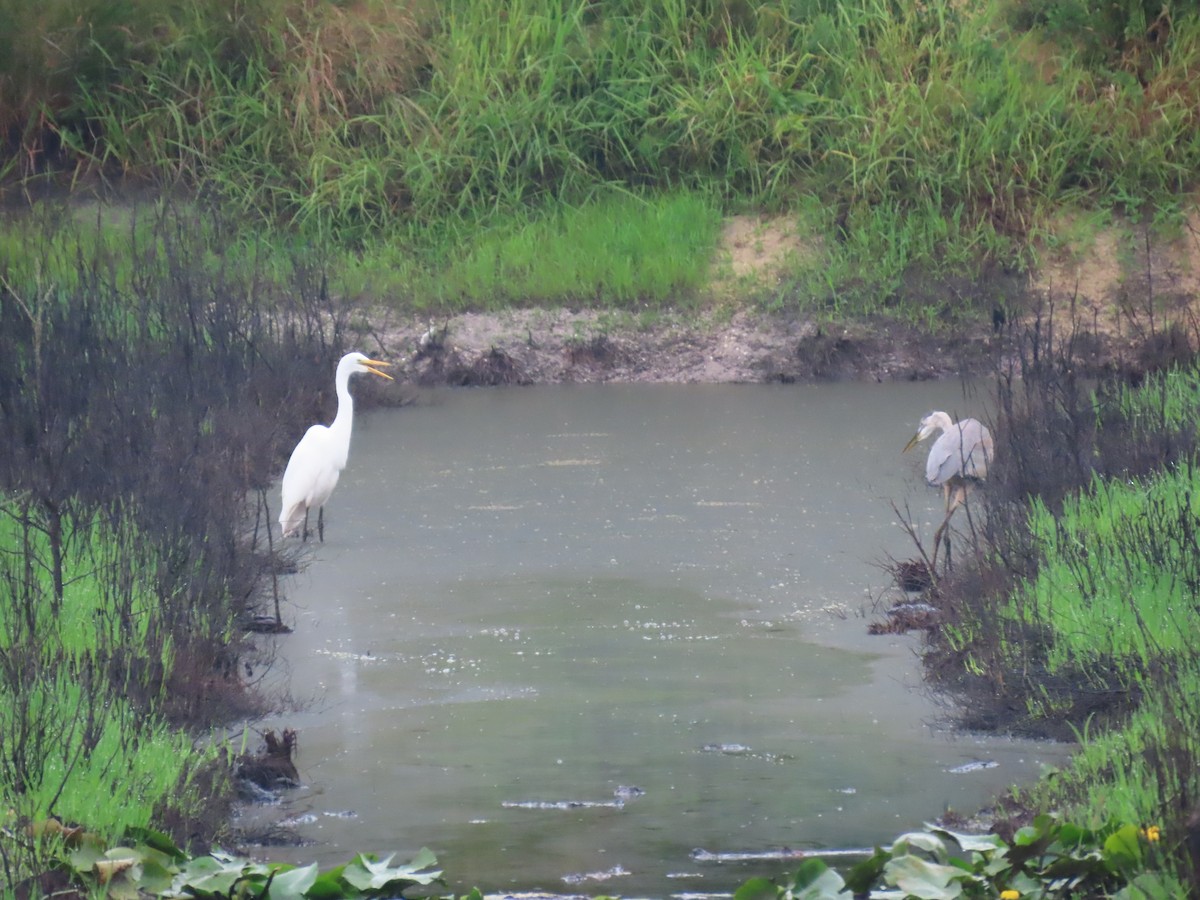 ダイサギ - ML622260665