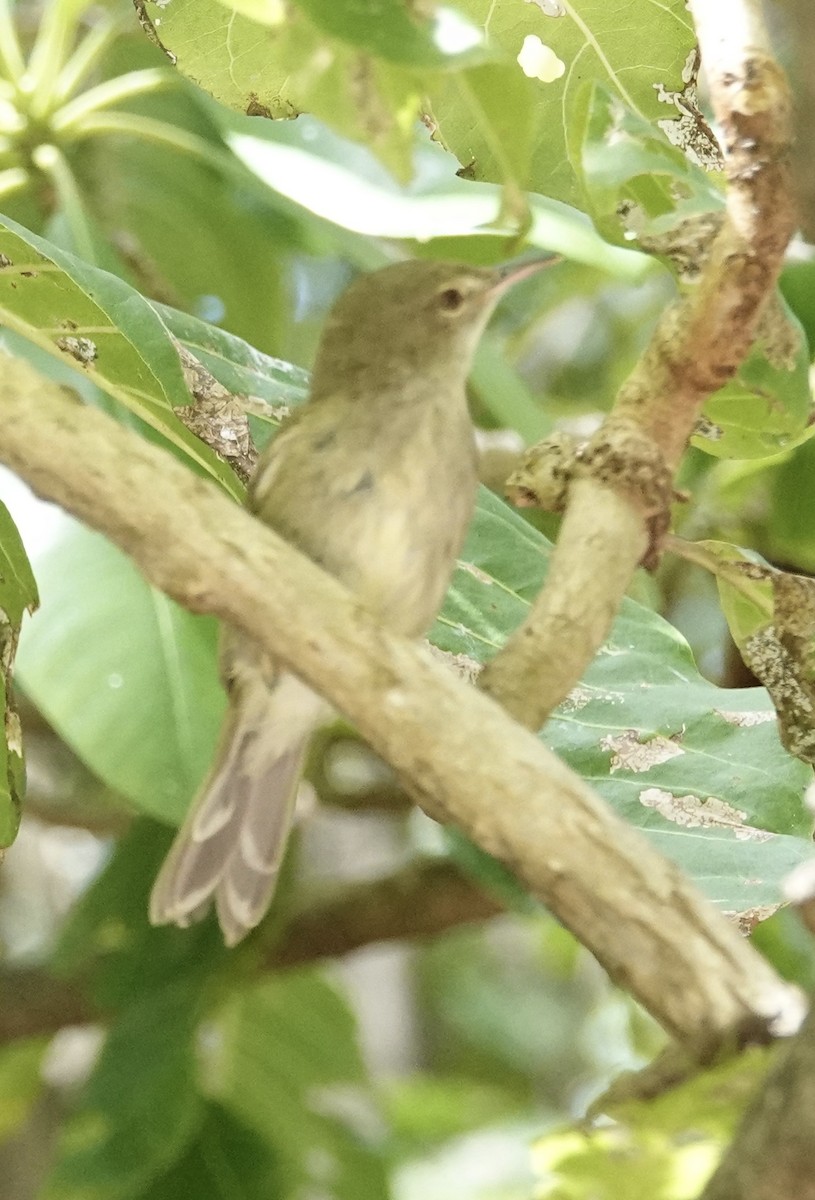 Seychelles Warbler - Rainer Ruess