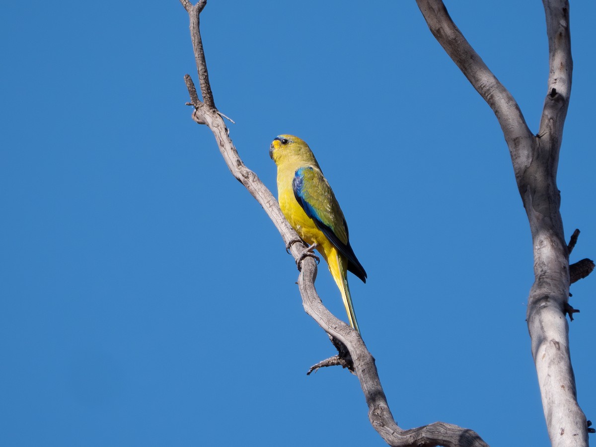 Elegant Parrot - ML622260732