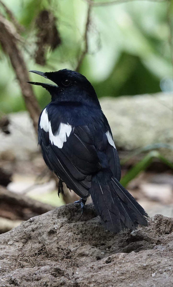 Seychelles Magpie-Robin - ML622260734