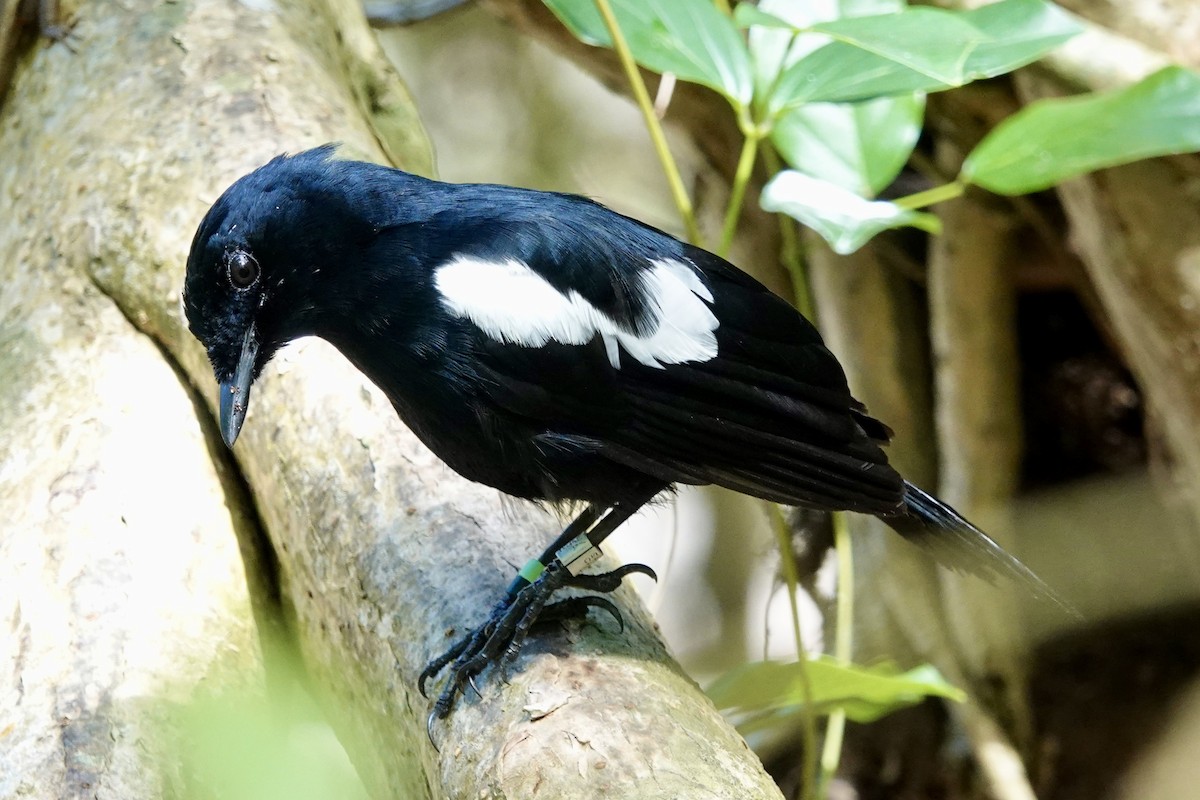 Seychelles Magpie-Robin - ML622260735