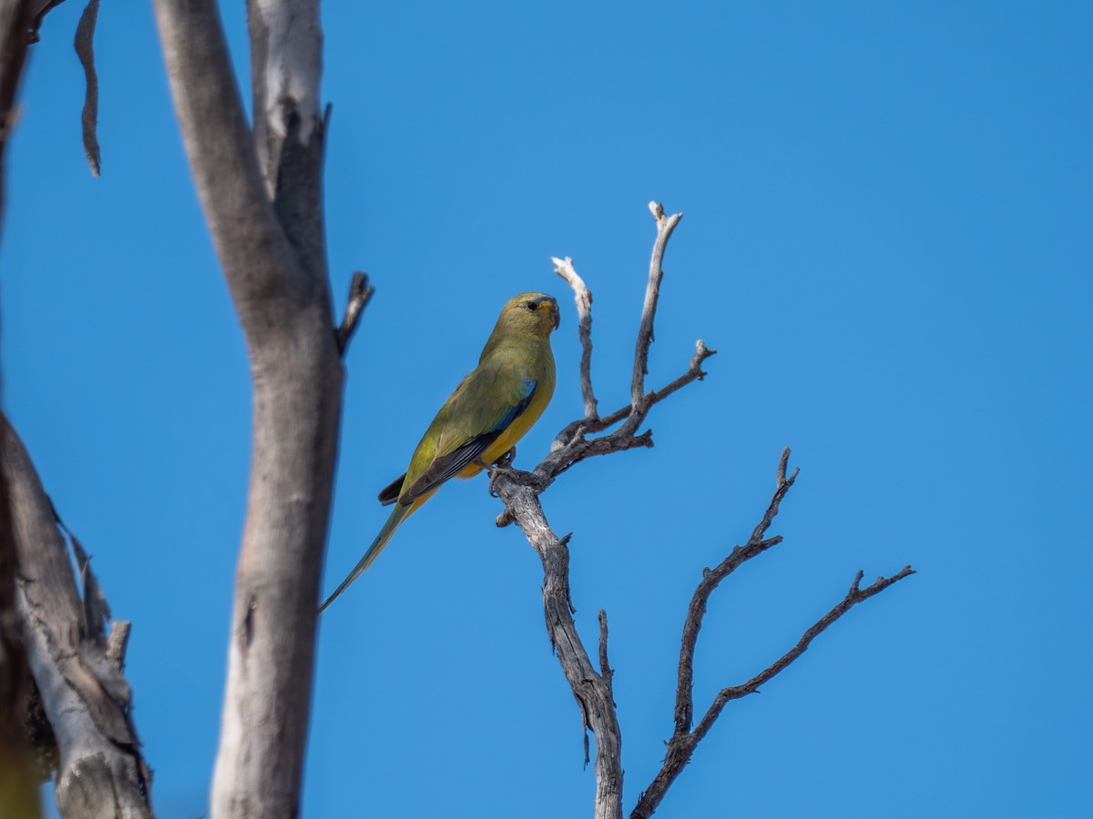 Elegant Parrot - ML622260736