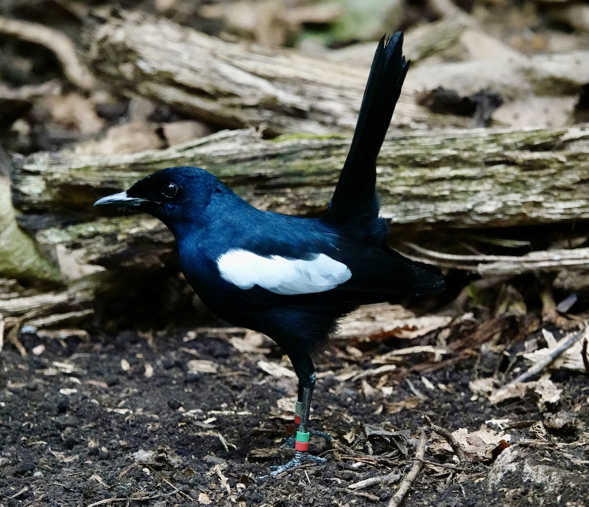 Seychelles Magpie-Robin - ML622260738