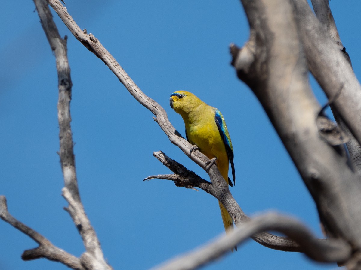 Elegant Parrot - ML622260741