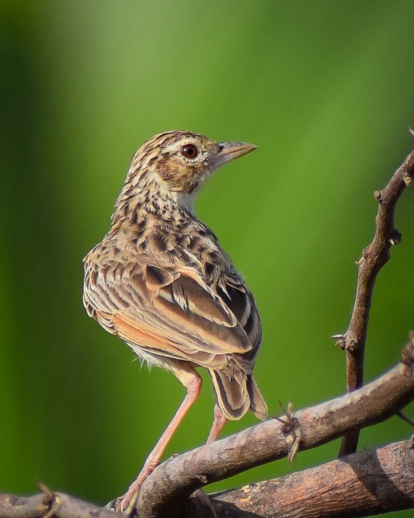 Jerdon's Bushlark - ML622260754