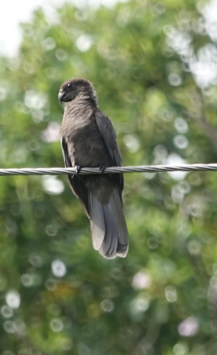 Seychelles Parrot - ML622260781