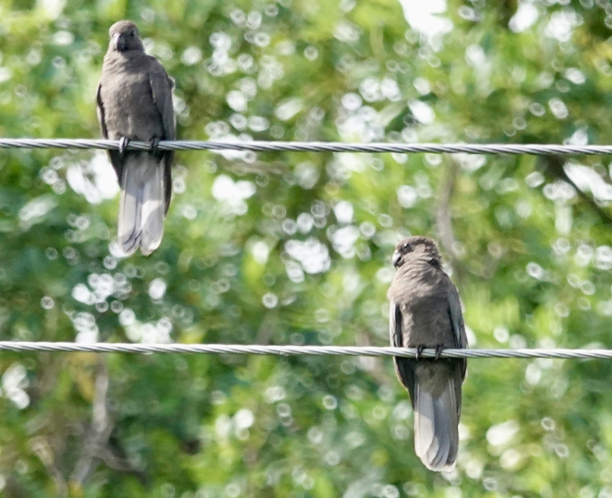 Seychelles Parrot - ML622260782