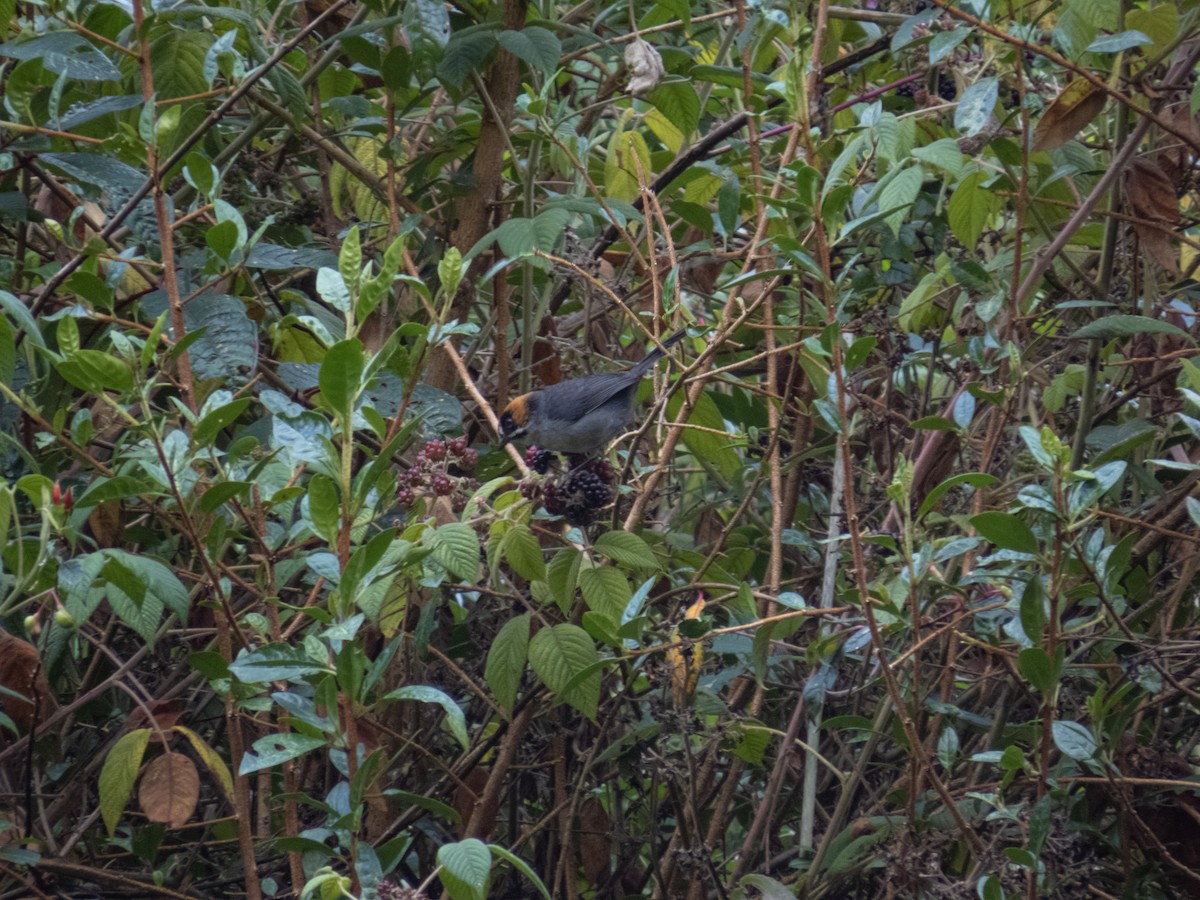 Black-spectacled Brushfinch - ML622260805