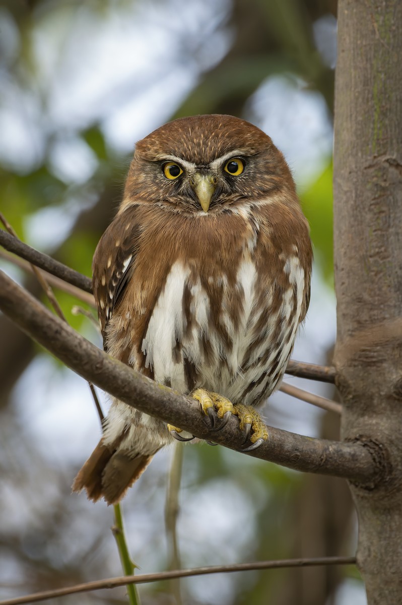 Austral Pygmy-Owl - ML622260834