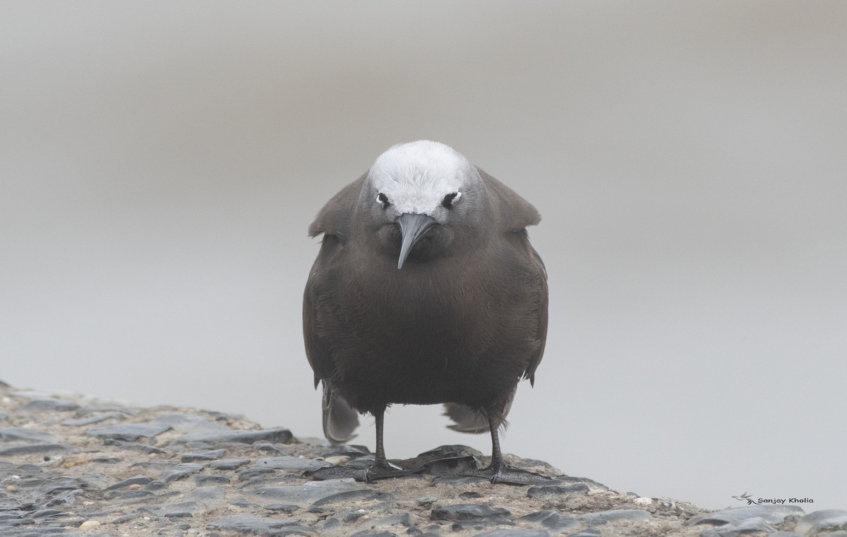 Lesser Noddy - ML622260916