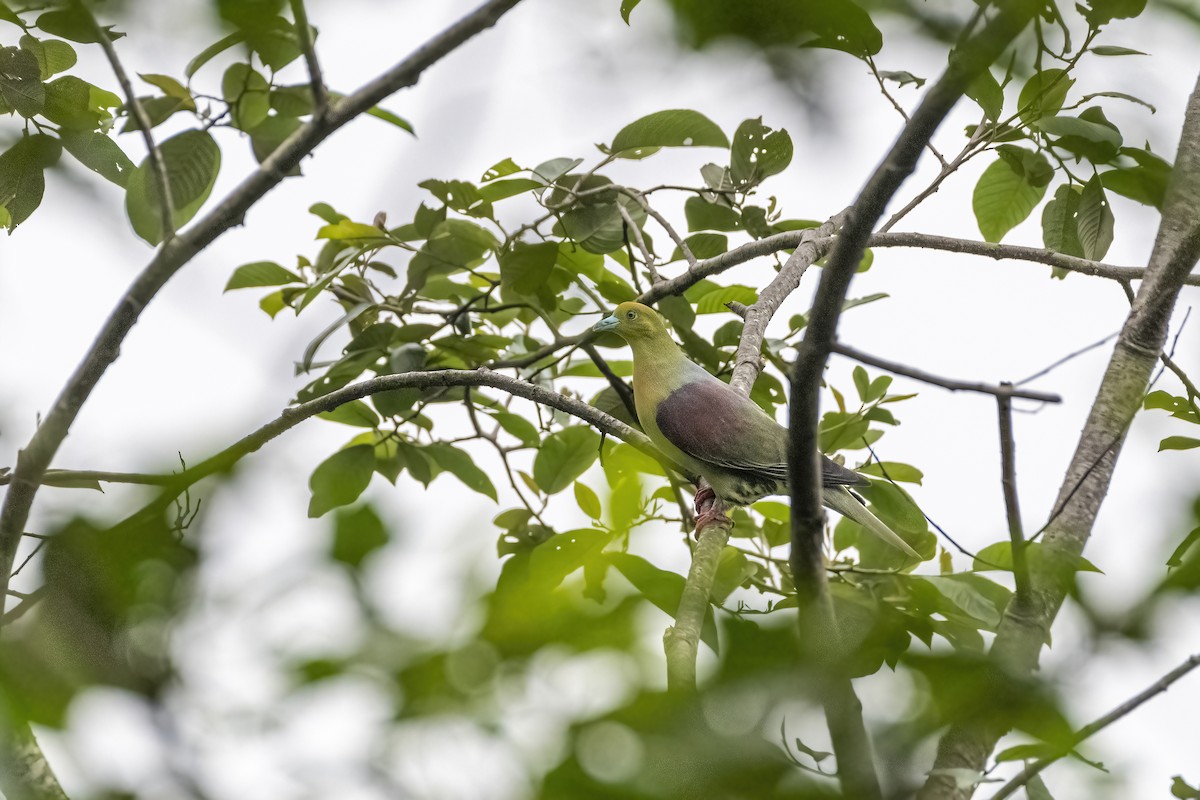 Wedge-tailed Green-Pigeon - ML622260969