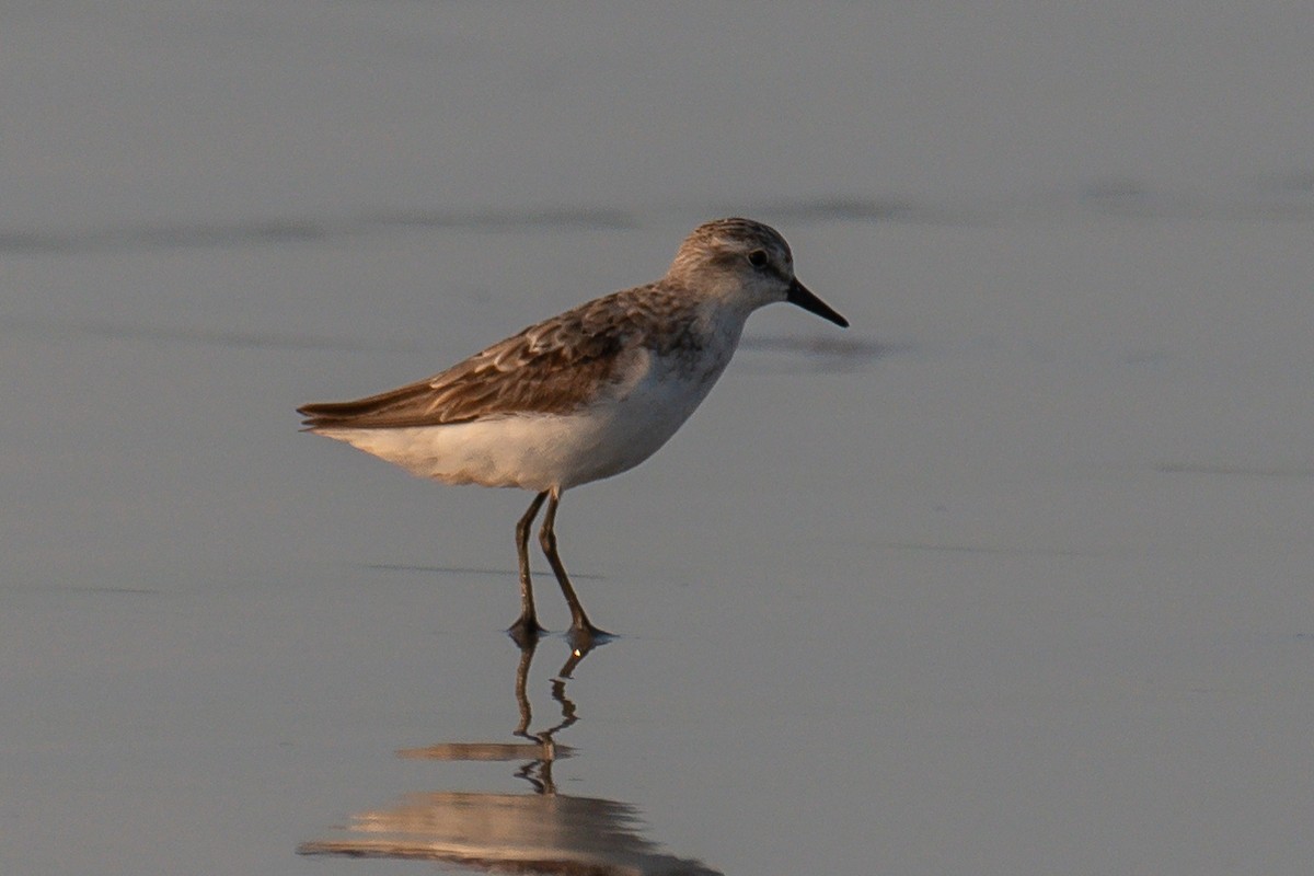 Semipalmated Sandpiper - Richard Rulander