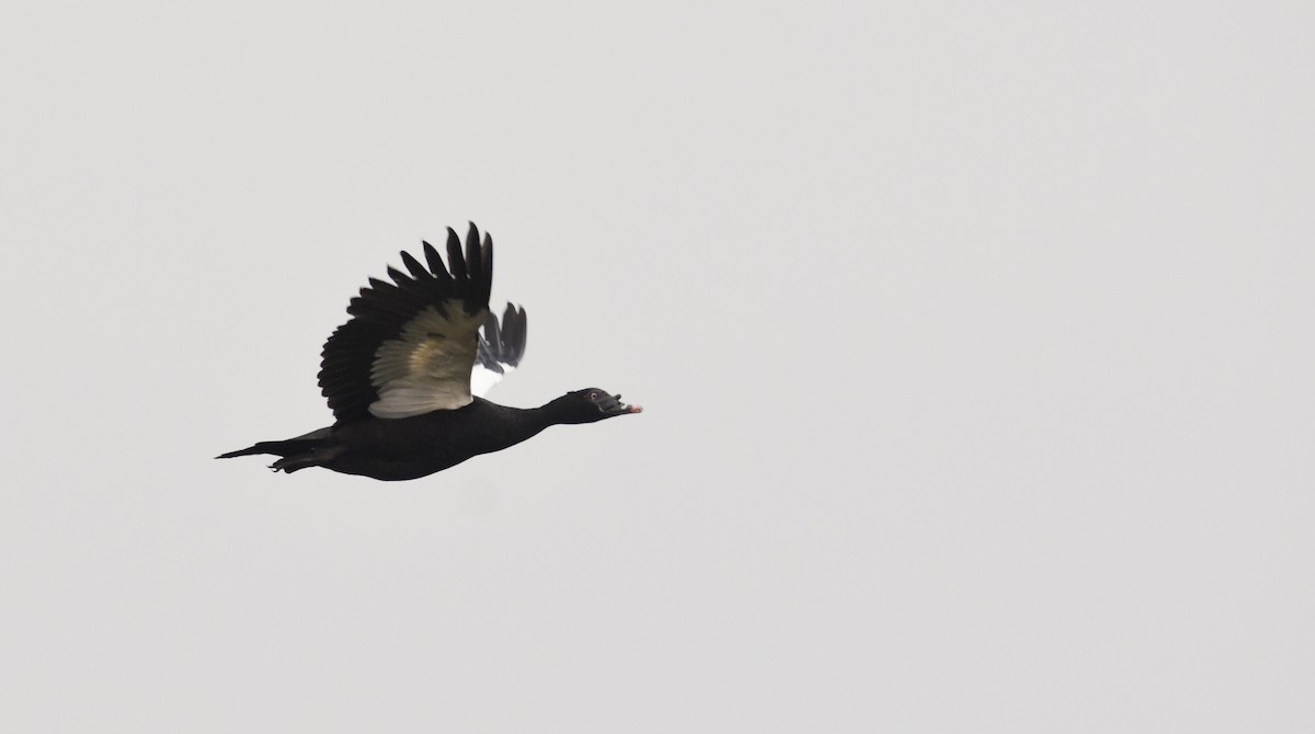 Muscovy Duck - ML622261014