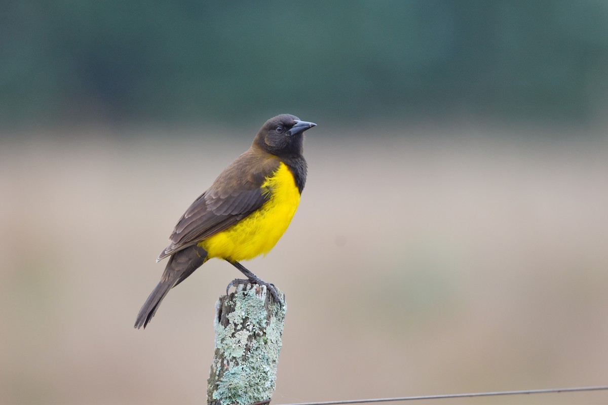 Yellow-rumped Marshbird - ML622261019