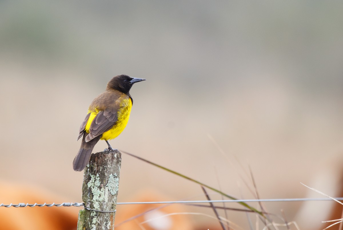 Yellow-rumped Marshbird - ML622261021