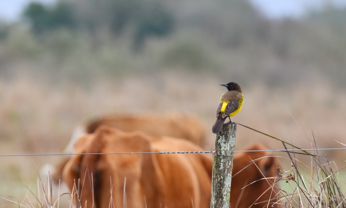 Yellow-rumped Marshbird - ML622261022