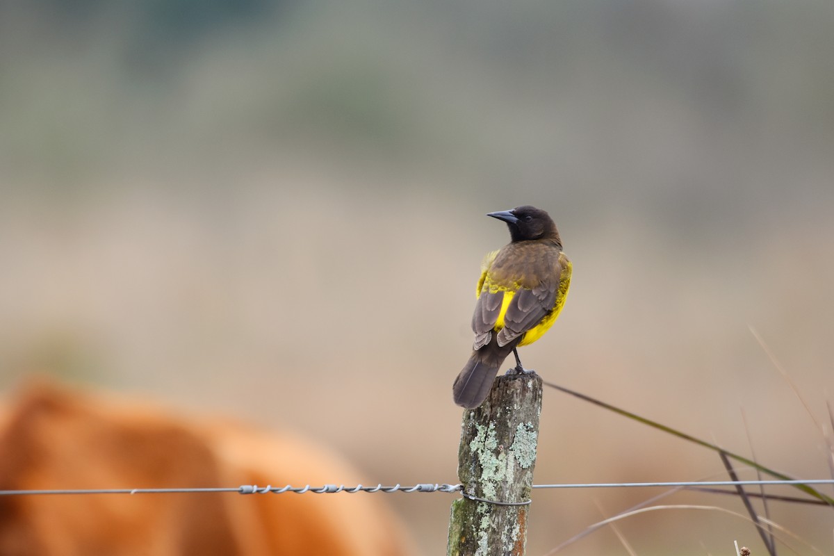 Yellow-rumped Marshbird - ML622261023