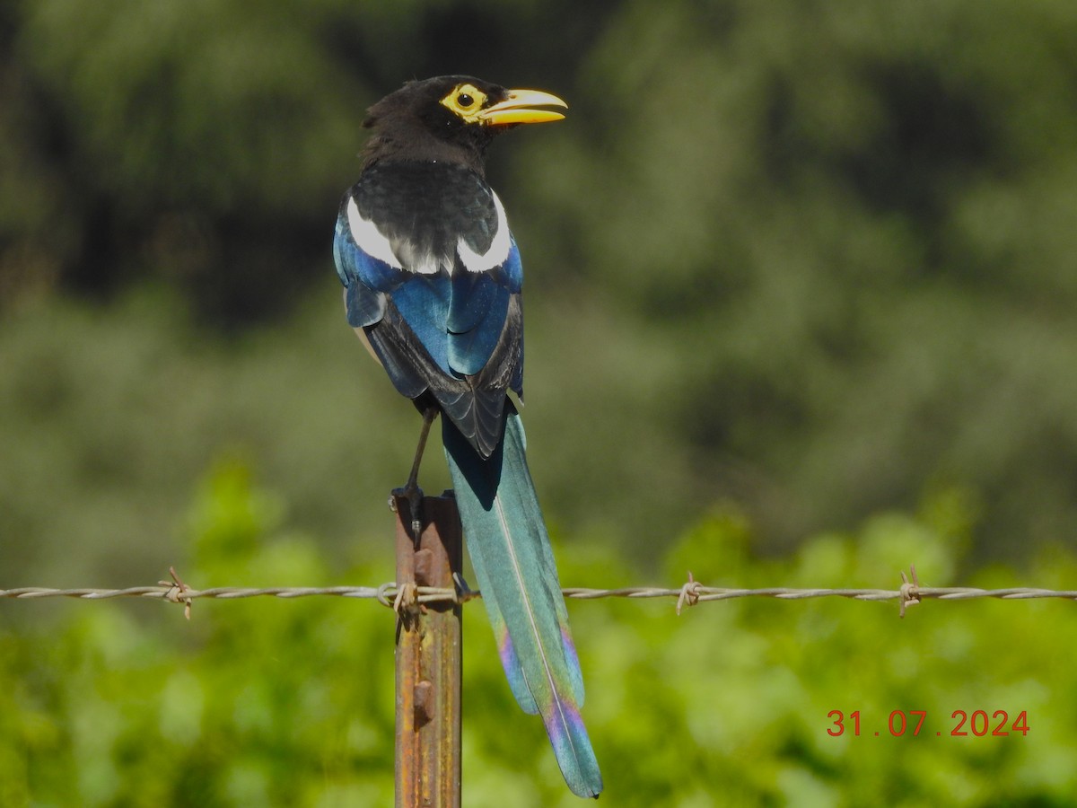 Yellow-billed Magpie - ML622261035