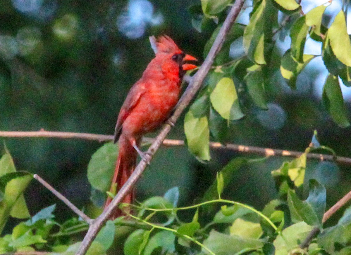 Northern Cardinal - ML622261040