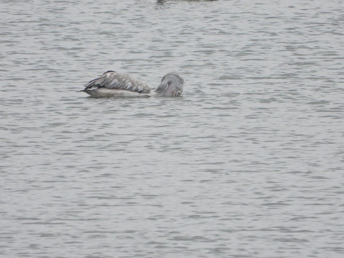 Spot-billed Pelican - ML622261070