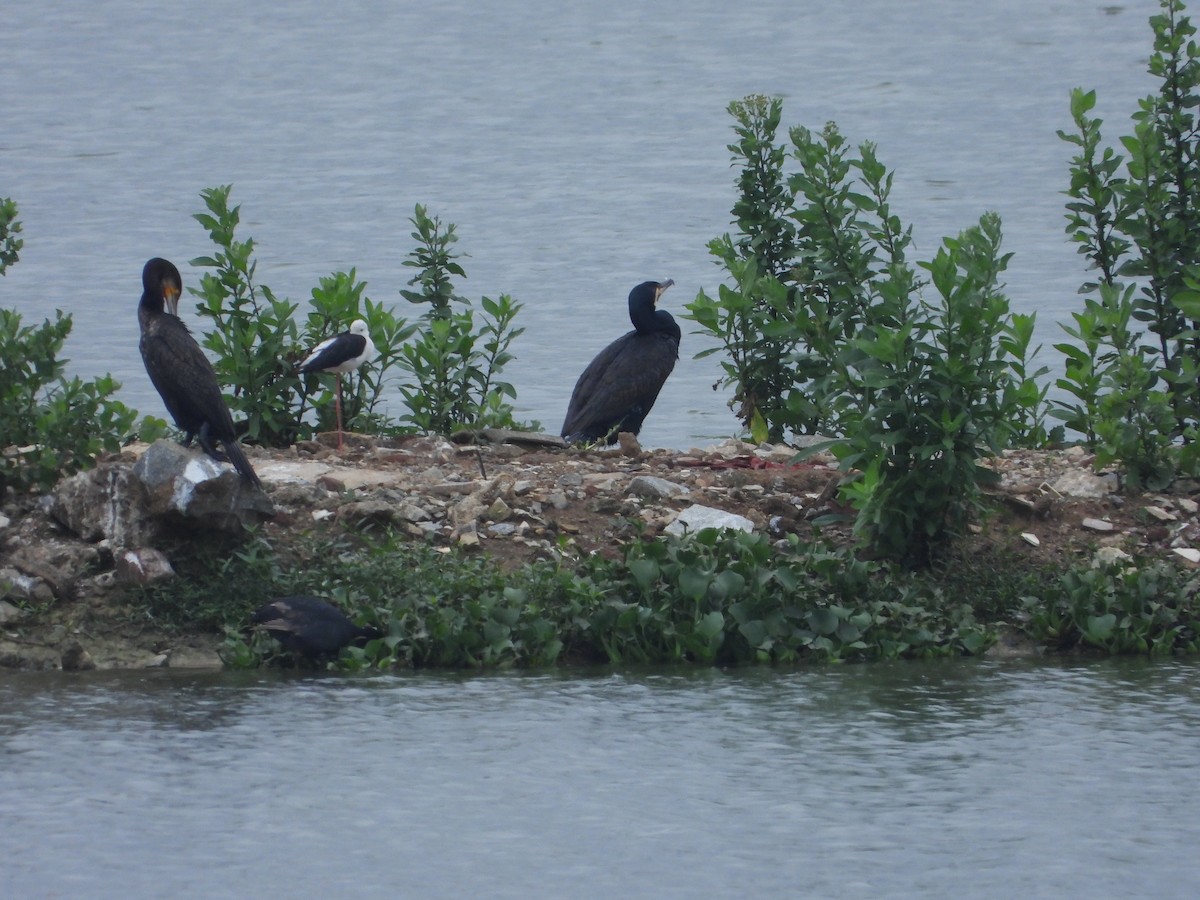 Great Cormorant - ML622261117