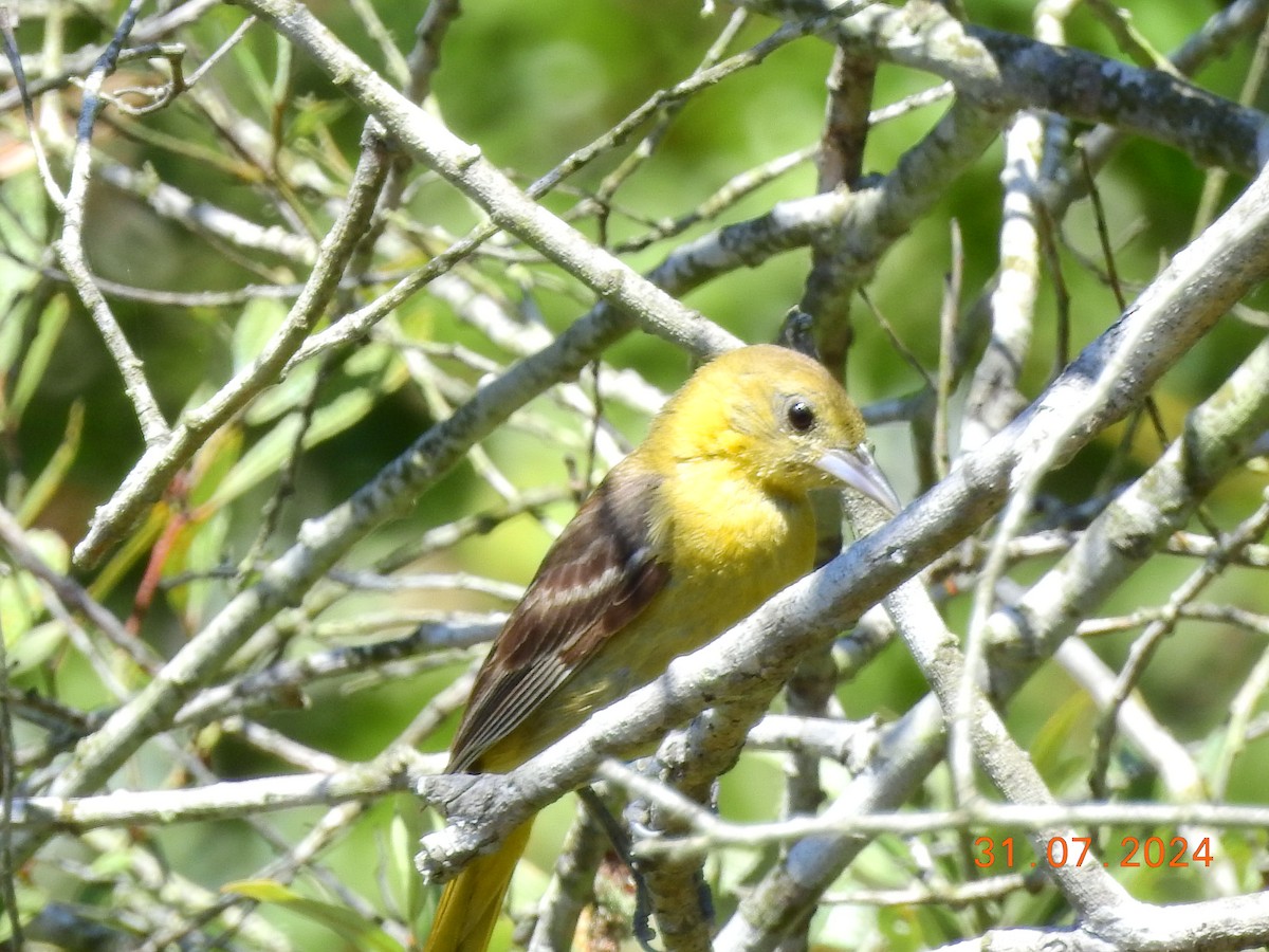 Hooded Oriole - ML622261132