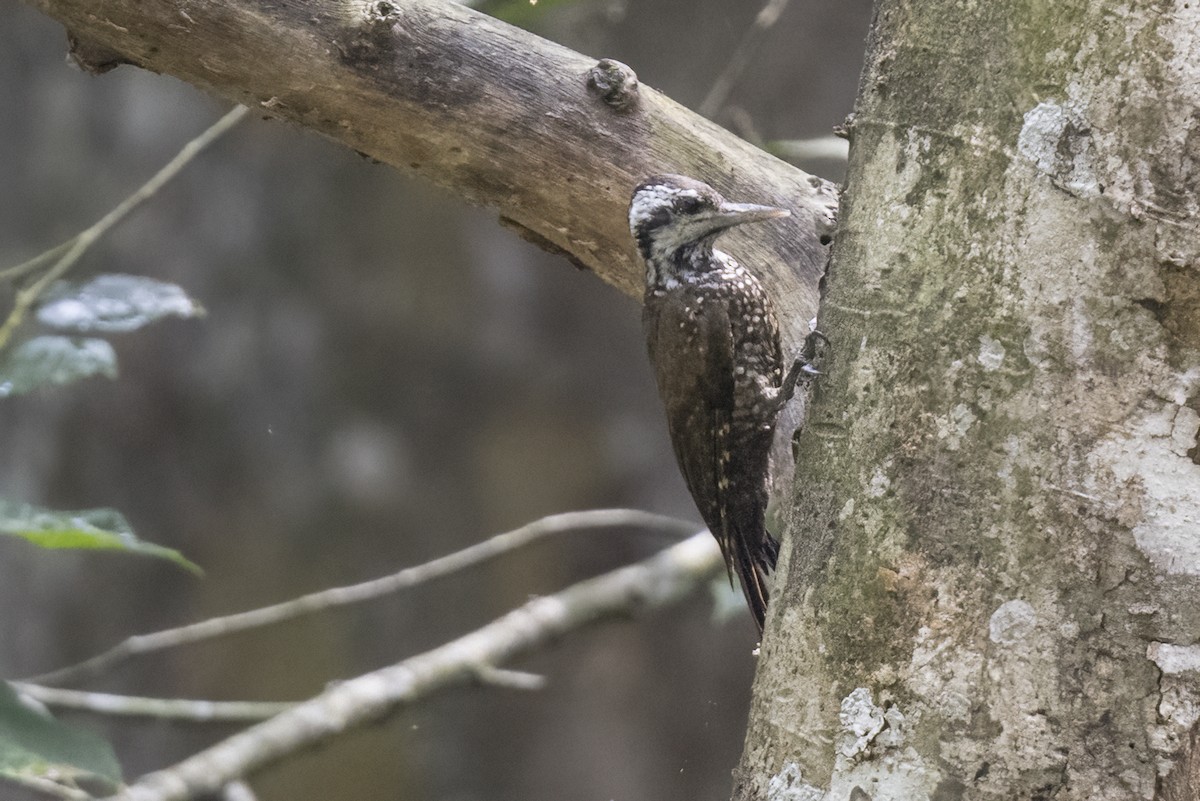 Golden-crowned Woodpecker - ML622261133