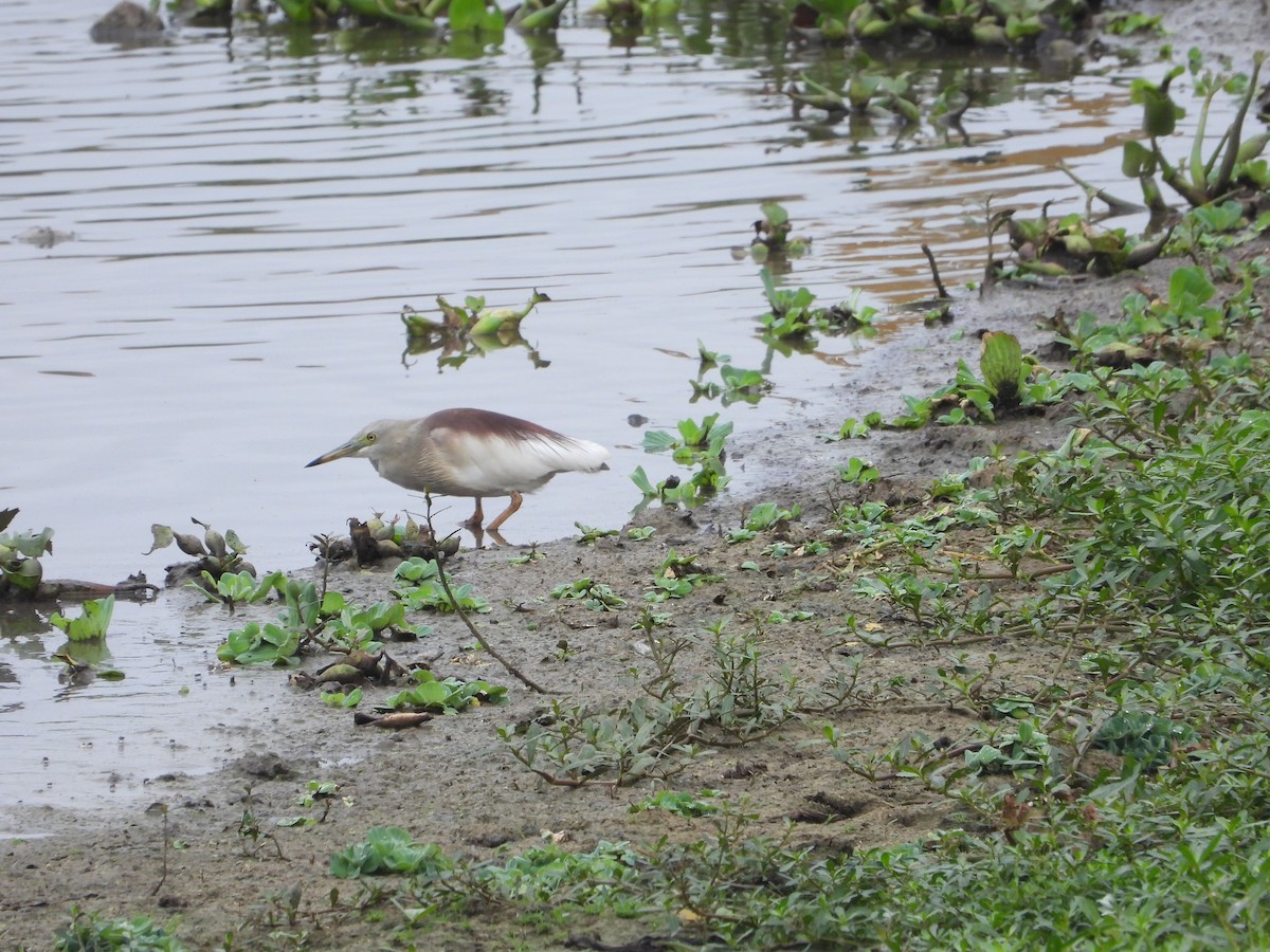 Indian Pond-Heron - ML622261138