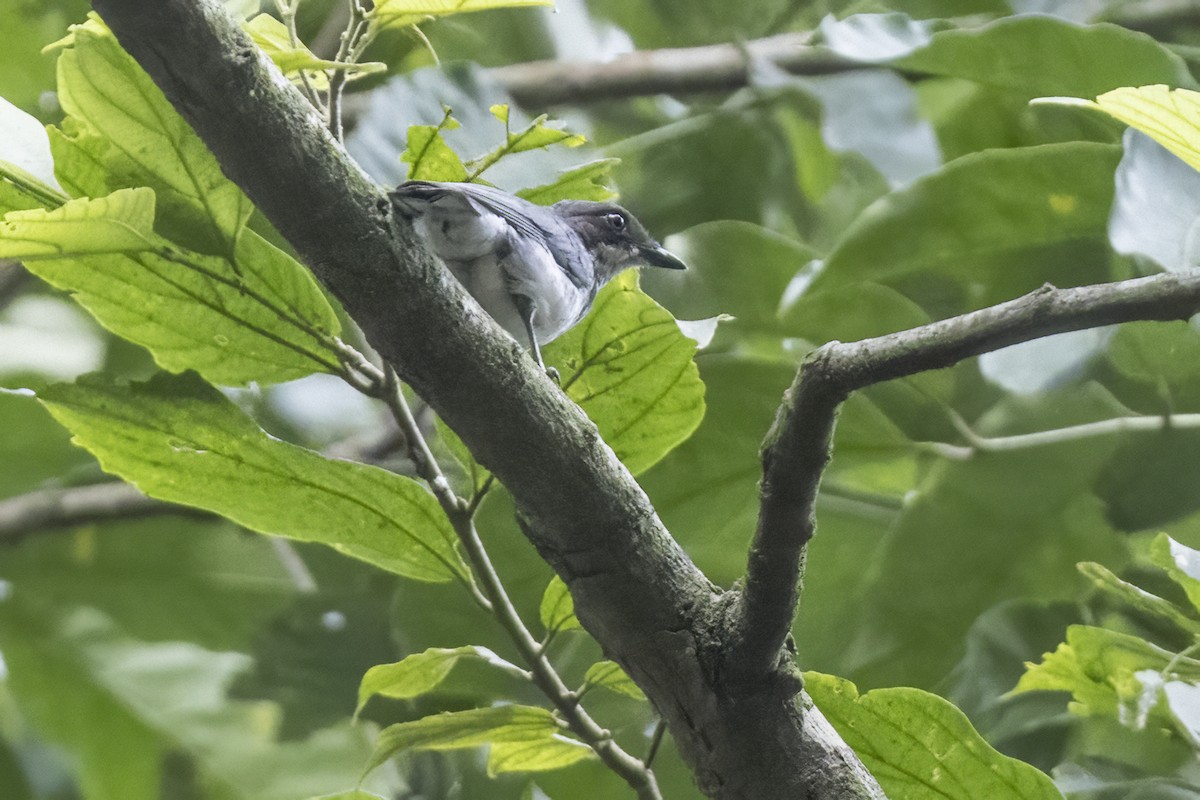 African Forest-Flycatcher - Robert Lockett