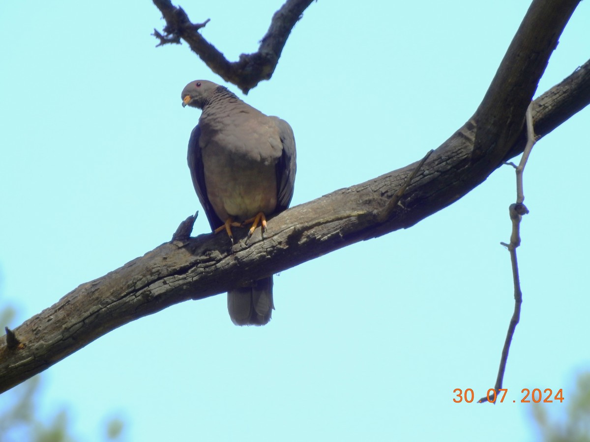 Band-tailed Pigeon - ML622261144