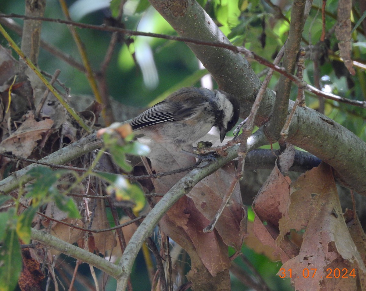 Chestnut-backed Chickadee - ML622261162