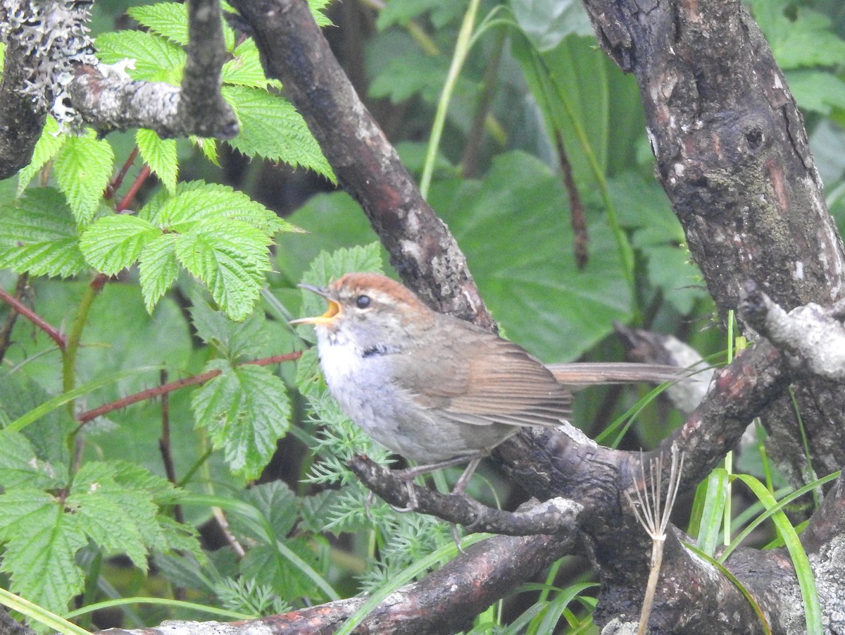 Gray-sided Bush Warbler - ML622261166