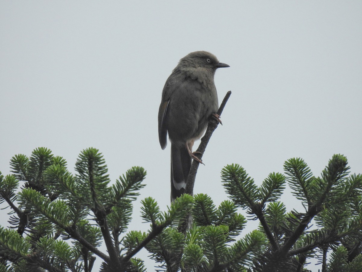 Elliot's Laughingthrush - ML622261203