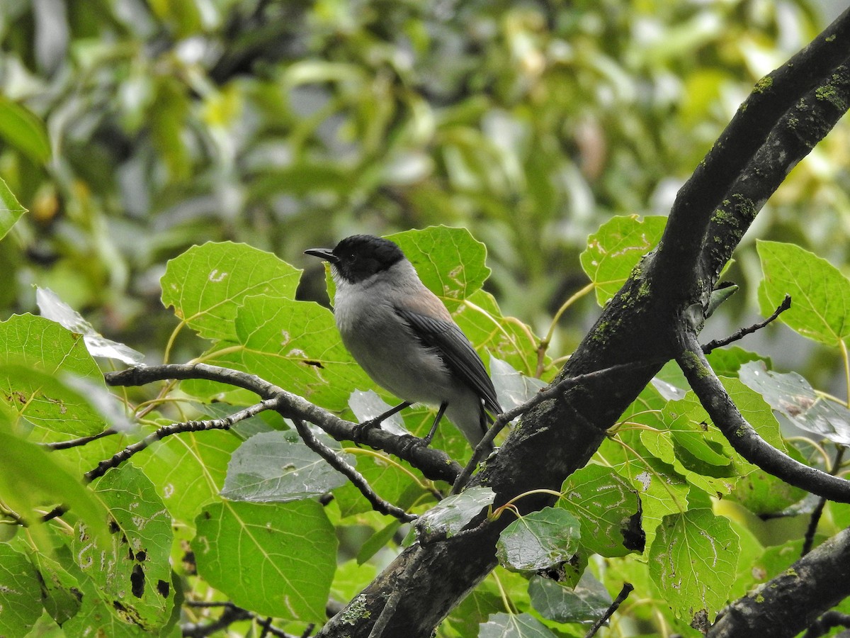 Black-headed Sibia - ML622261236