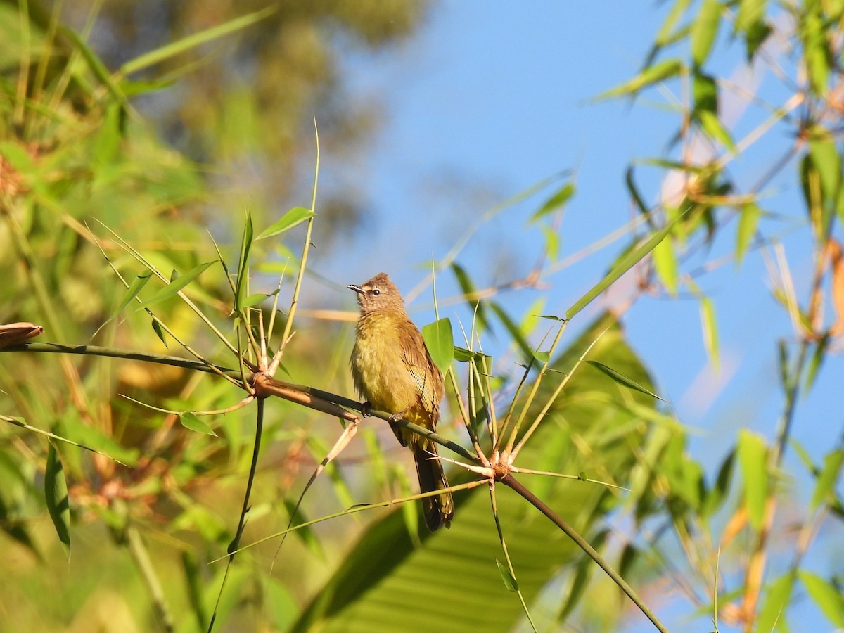 Flavescent Bulbul - Diane Bricmont