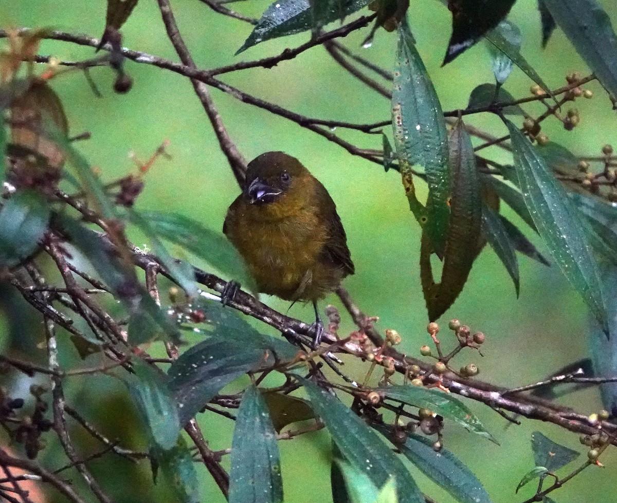 Carmiol's Tanager - ML622261323